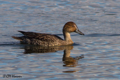 8903 Northern Pintail.jpg