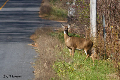 8936 White-tailed Deer.jpg
