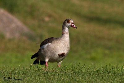 5880 Egyptian Goose.jpg