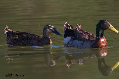 5885 Mallard and mystery female.jpg