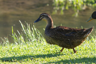 5902 Mystery female duck.jpg