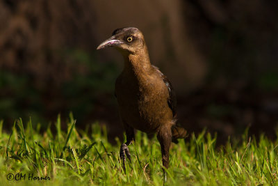 5920 Great-tailed Grackle female.jpg