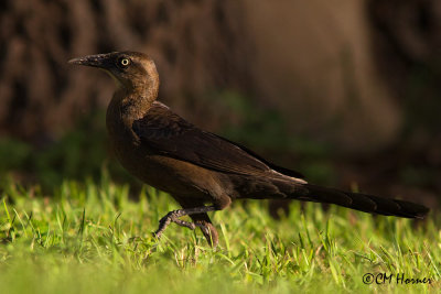 5921 Great-tailed Grackle female.jpg