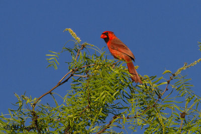 5926 Northern Cardinal.jpg