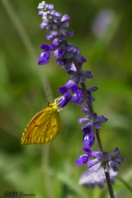 5977 Orange Sulphur.jpg