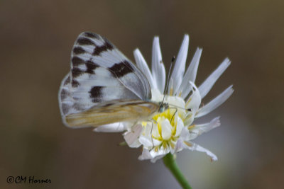 5997 Checkered White.jpg