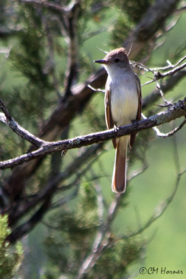 6025 Ash-throated Flycatcher.jpg