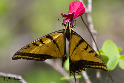 6028 Two-tailed Swallowtail.jpg