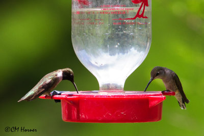 6042 Black-chinned Hummingbird.jpg