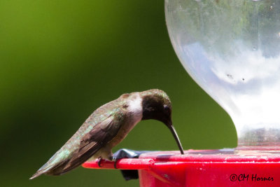 6043 Black-chinned Hummingbird.jpg