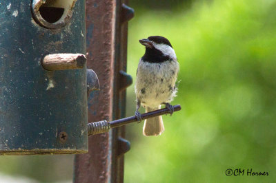 6053 Carolina Chickadee.jpg