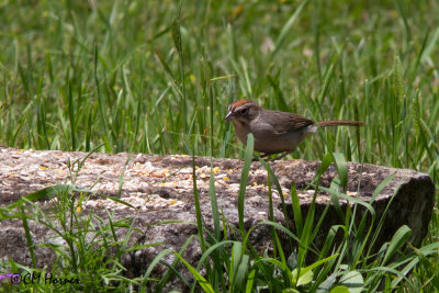 6059 Rufous-crowned Sparrow.jpg