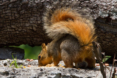 6069 Fox Squirrel.jpg