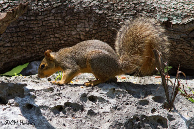 6076 Fox Squirrel.jpg