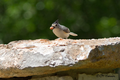 6134 Black-crested Titmouse.jpg