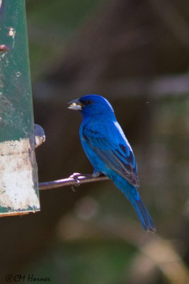 6144 Indigo Bunting.jpg