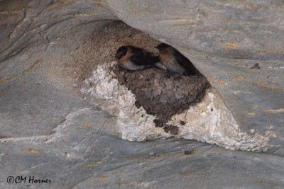 6443 Cave Swallows on nest in bat cave.jpg