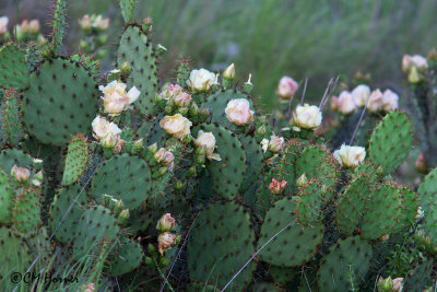 6454 Cactus flowers.jpg