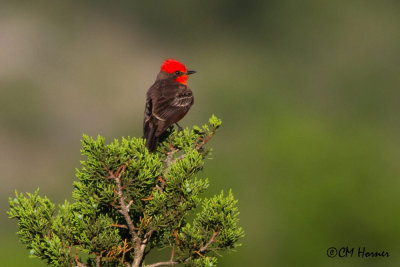 6488 Vermillion Flycatcher.jpg