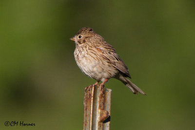 6540 Vesper Sparrow.jpg