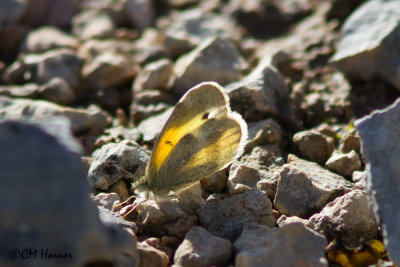 6570 Dainty Sulphur.jpg