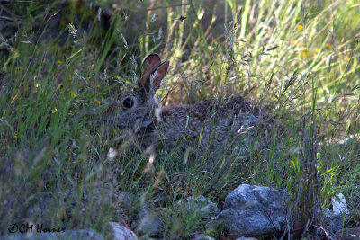 6575 Rabbit sp.jpg