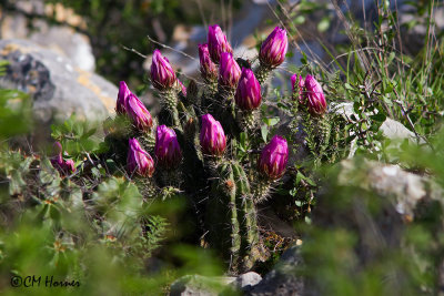 6578 Cactus flowers.jpg
