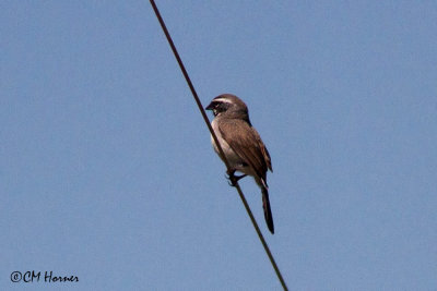 6603 Black-throated Sparrow.jpg