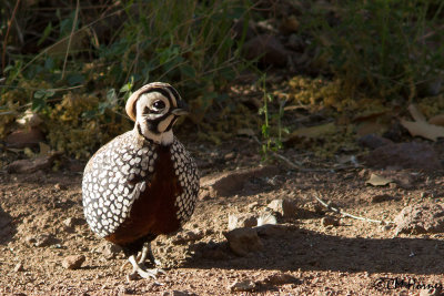 6906 Montezuma Quail.jpg