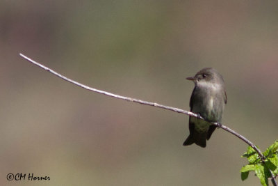 7018 Western Wood-Pewee.jpg