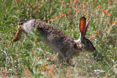 7042 Black-tailed Jackrabbit.jpg