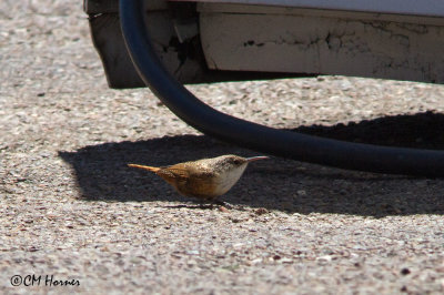 7090 Canyon Wren.jpg