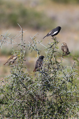 Davis Mountains Preserve 29 April 2015