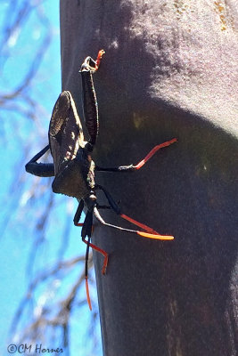 1178 Giant Agave Bug.jpg