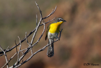 7248 Yellow-breasted Chat.jpg