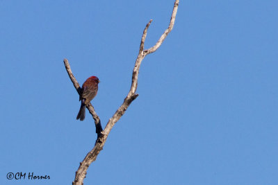 7278 Varied Bunting.jpg