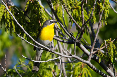 7292 Yellow-breasted Chat.jpg