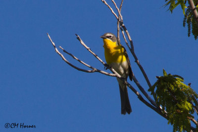 7298 Yellow-breasted Chat.jpg