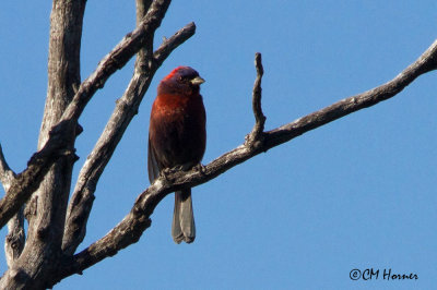 7319 Varied Bunting.jpg