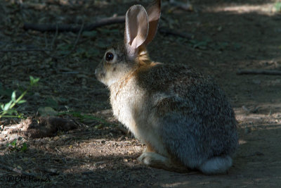 7335 Rabbit sp.jpg