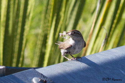 7395 Bewick's Wren.jpg