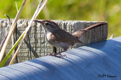 7428 Bewick's Wren.jpg