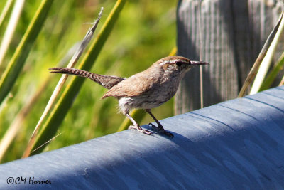 7432 Bewicks's Wren.jpg