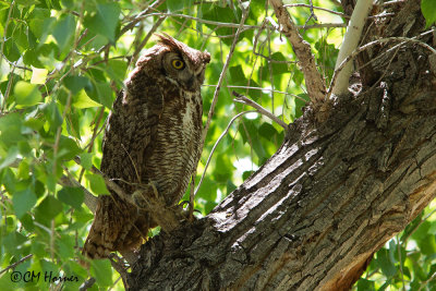 7502 Great Horned Owl.jpg