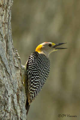7518 Golden-fronted Woodpecker.jpg