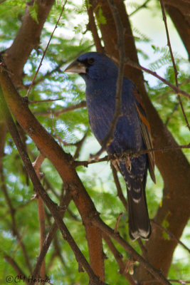 7542 Blue Grosbeak.jpg