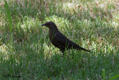 7561 Brewer's Blackbird.jpg