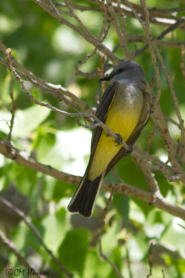 7567 Western Kingbird.jpg