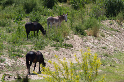 7568 Horses over the river in Mexico.jpg