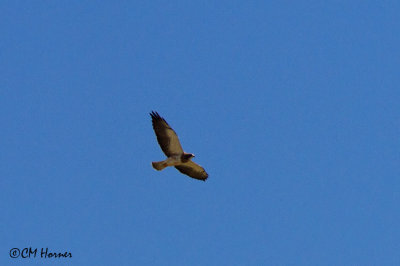 7577 Swainson's Hawk.jpg